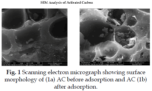 icontrolpollution-Scanning-electron-micrograph